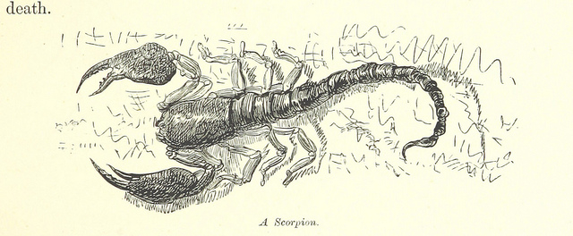 Escorpião (c) Commons Flickr